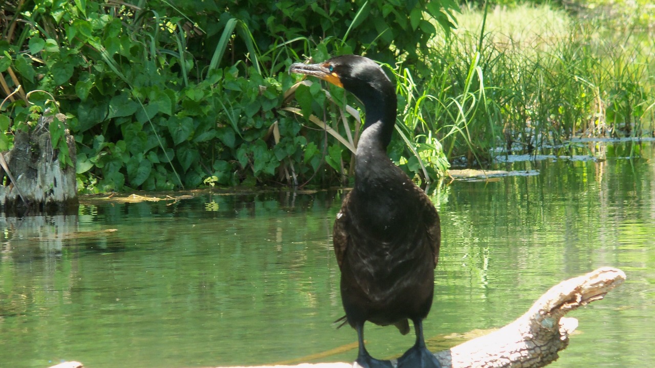 Photo of Others in Dunnellon