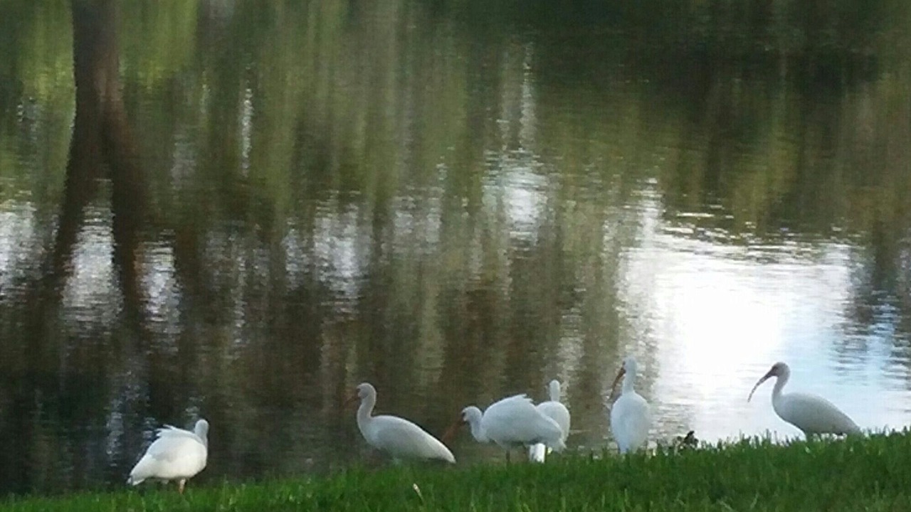 Photo of Others in Braden River