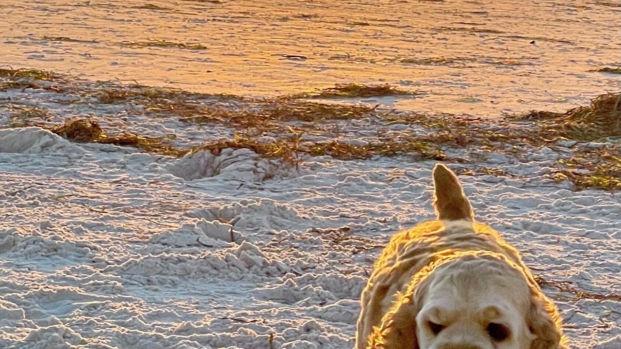 Photo of Others in Clearwater Beach
