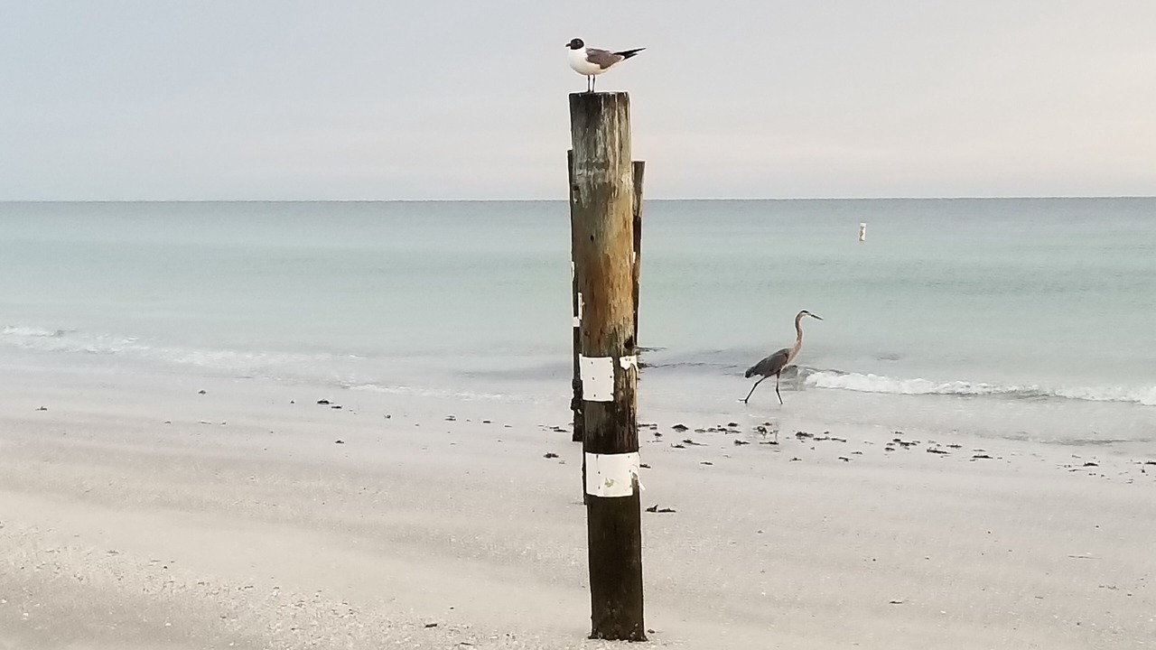 Photo of Others in North Redington Beach