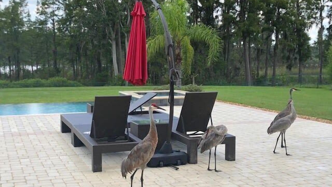Photo of Patio Balcony in Groveland