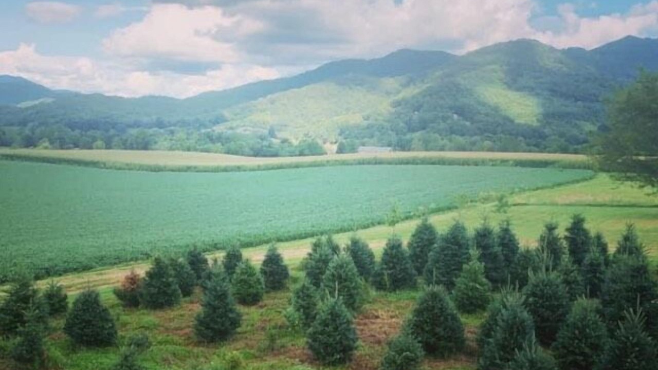 Photo of Others in Waynesville
