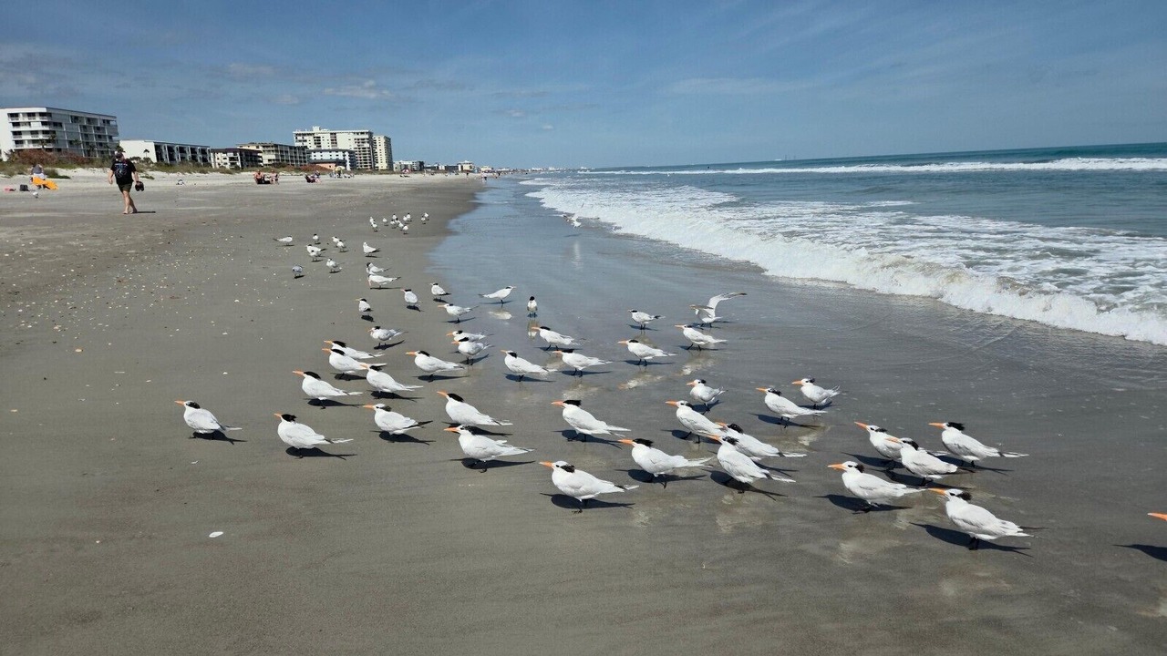 Photo of Others in Cocoa Beach