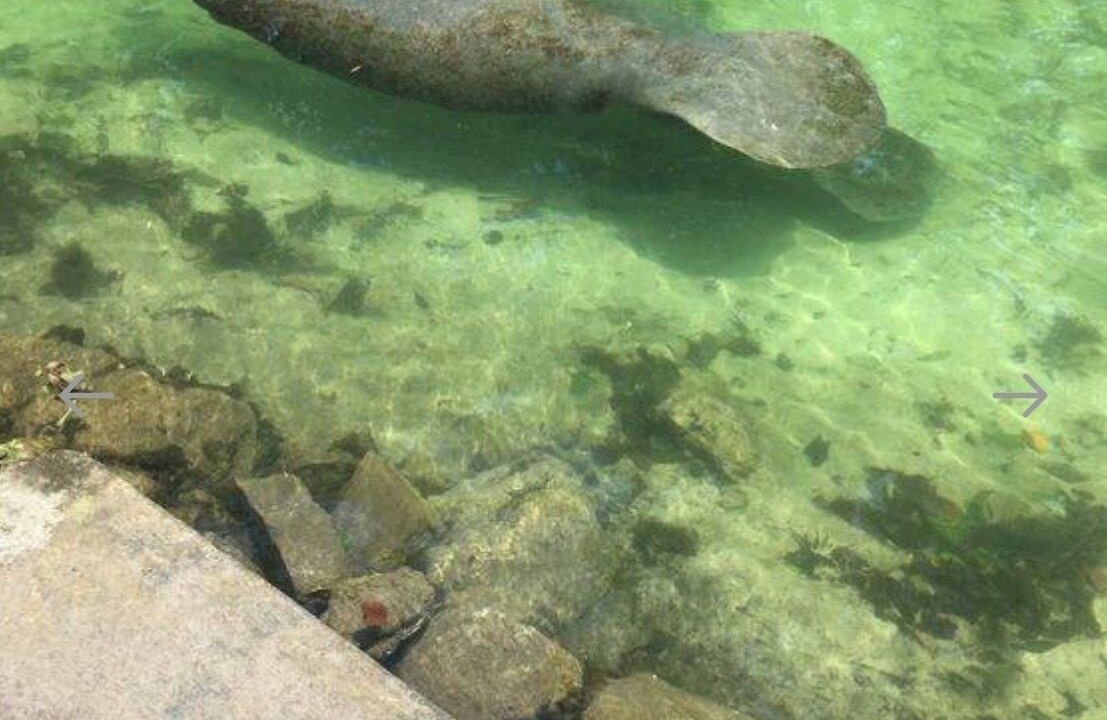 Photo of Others in Weeki Wachee Gardens
