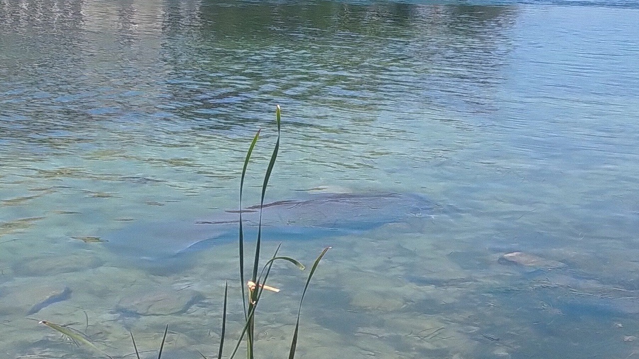 Photo of Others in Citrus Springs