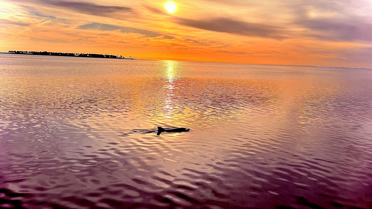 Photo of Outdoor in Anclote Keys