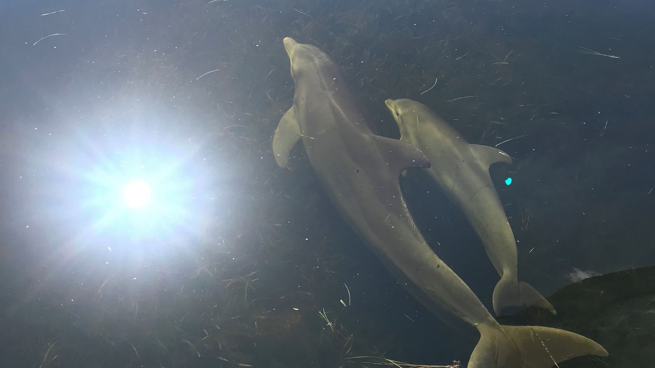 Photo of Outdoor in Anclote Keys