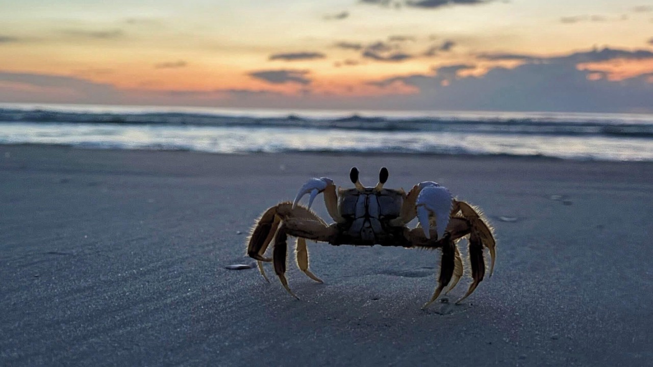 Photo of Others in Flagler Beach