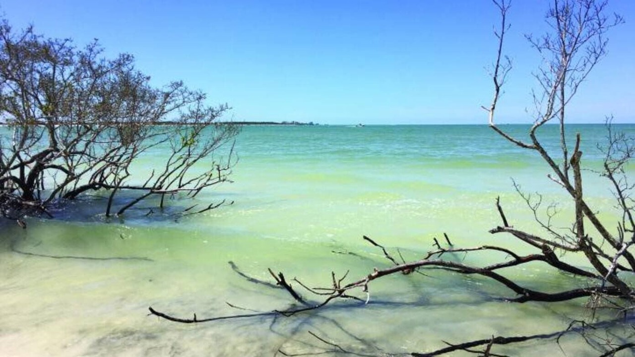 Photo of Others in Palm Harbor