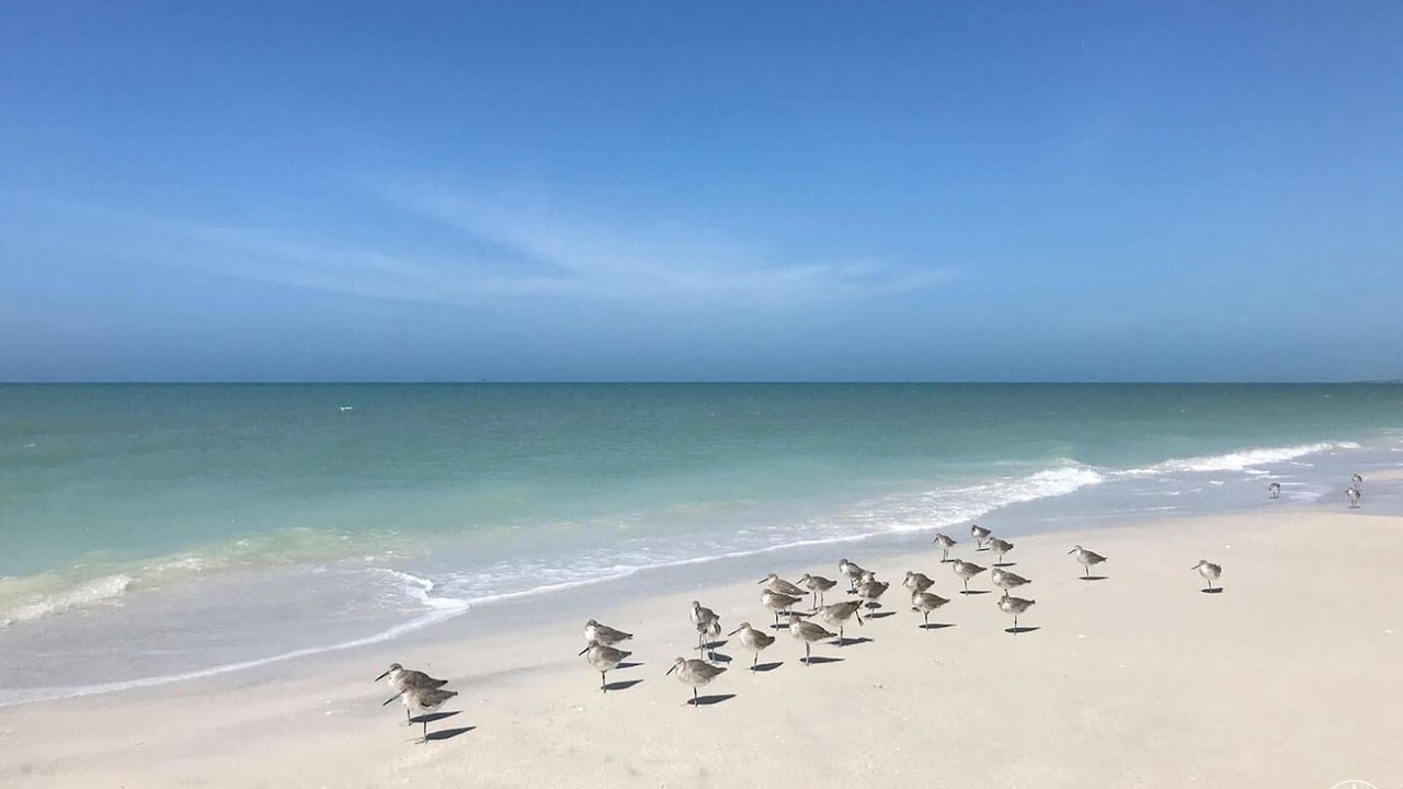 Photo of Others in Palm Harbor