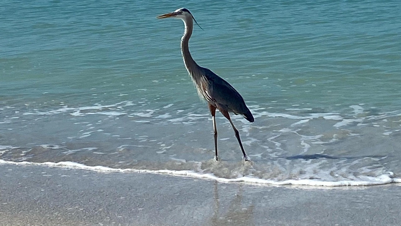 Photo of Others in Bradenton
