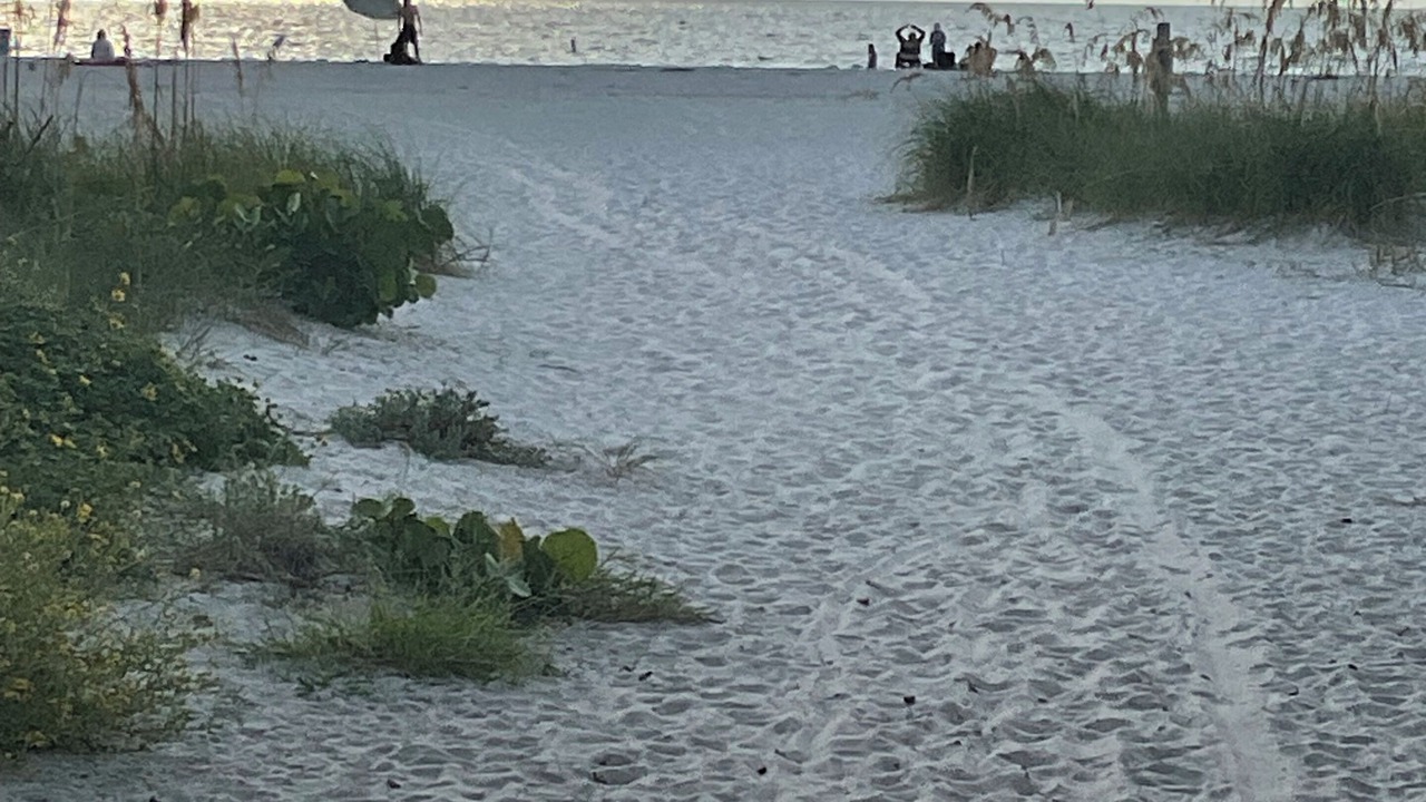 Photo of Others in Clearwater Beach