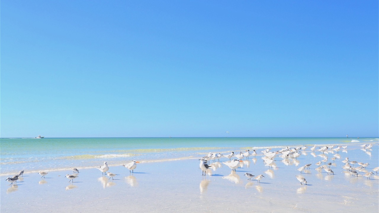 Photo of Others in Siesta Key