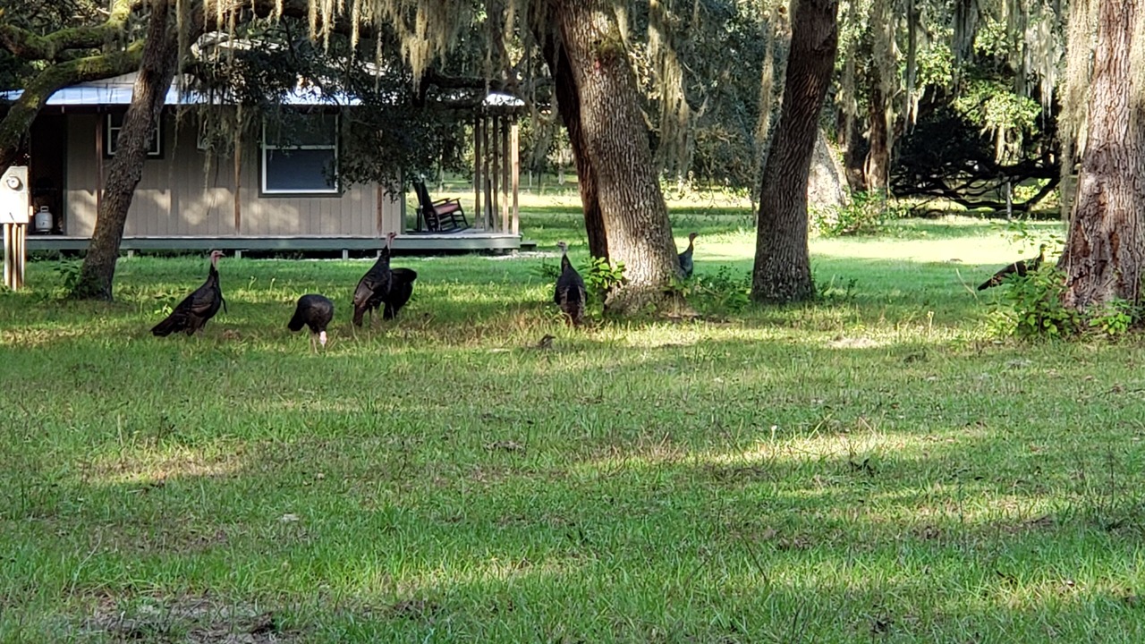 Photo of Outdoor in Floral City