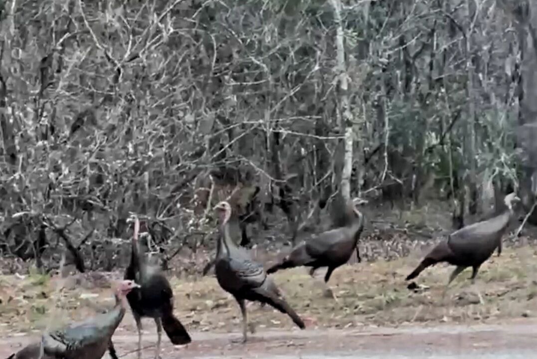 Photo of Others in Citrus Springs