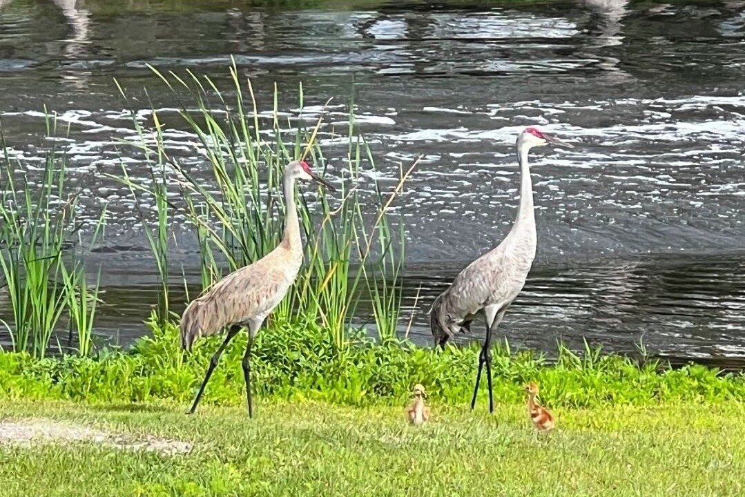 Photo of Others in Citrus Springs