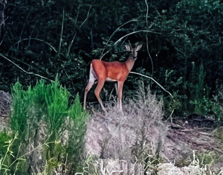 Photo of Others in Citrus Springs