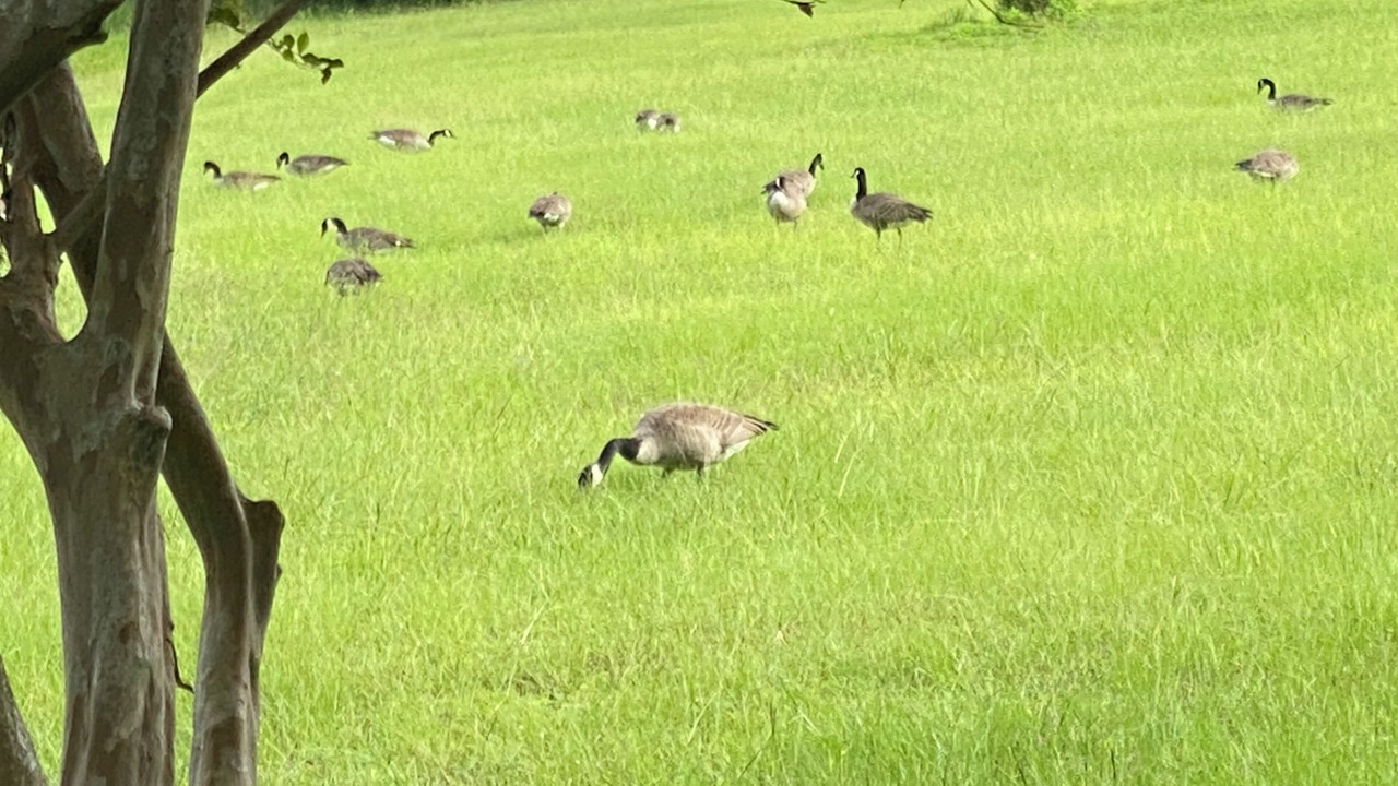 Photo of Others in Lady Lake