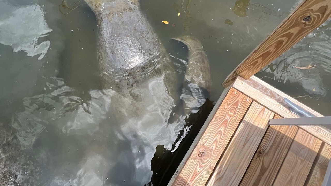 Photo of Others in Merritt Island
