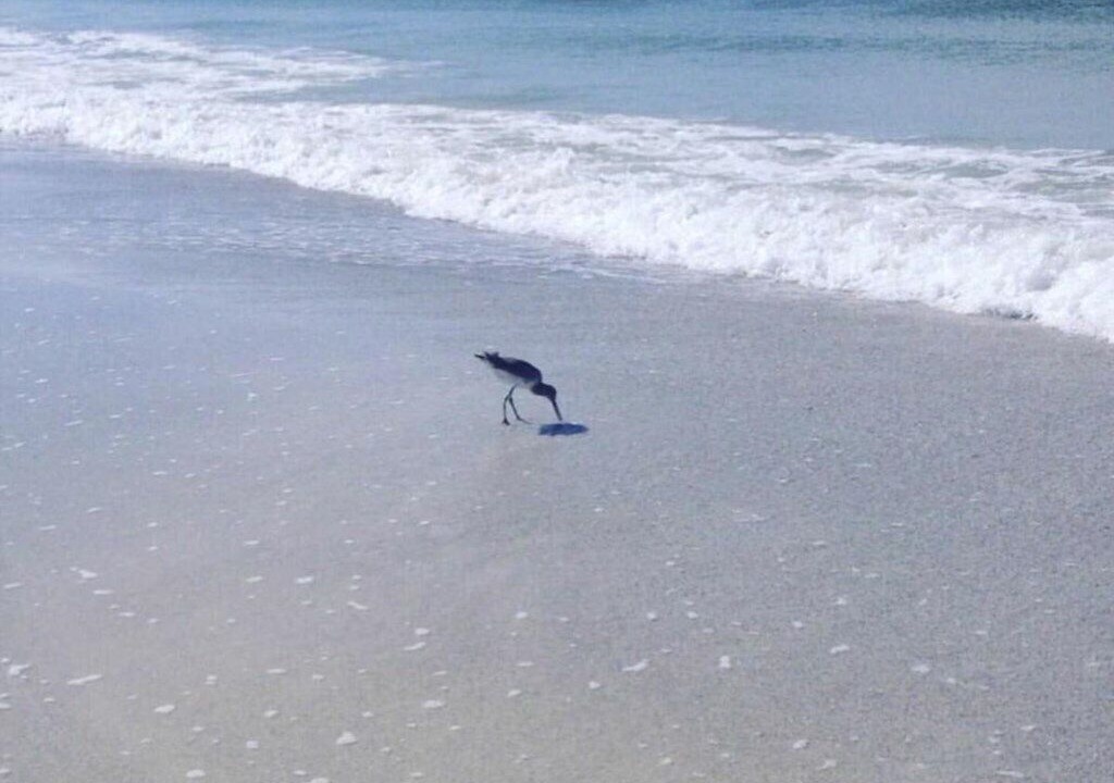Photo of Others in St. Pete Beach