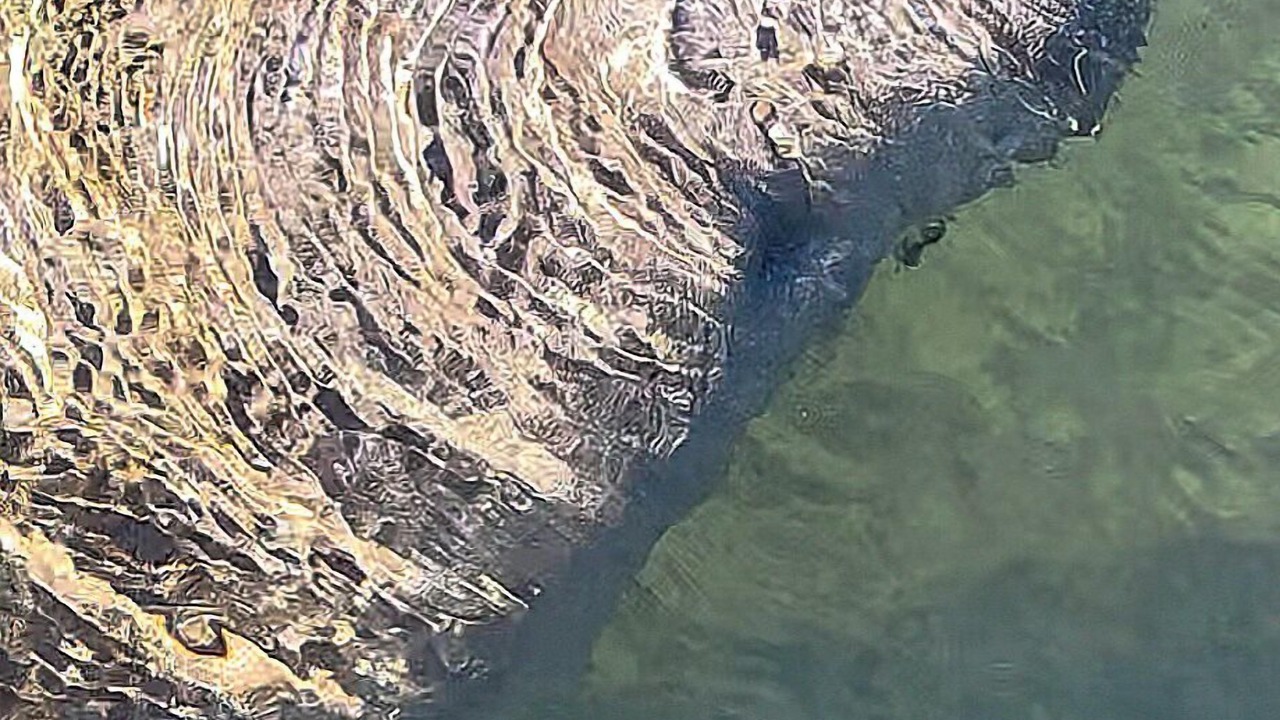 Photo of Others in Homosassa