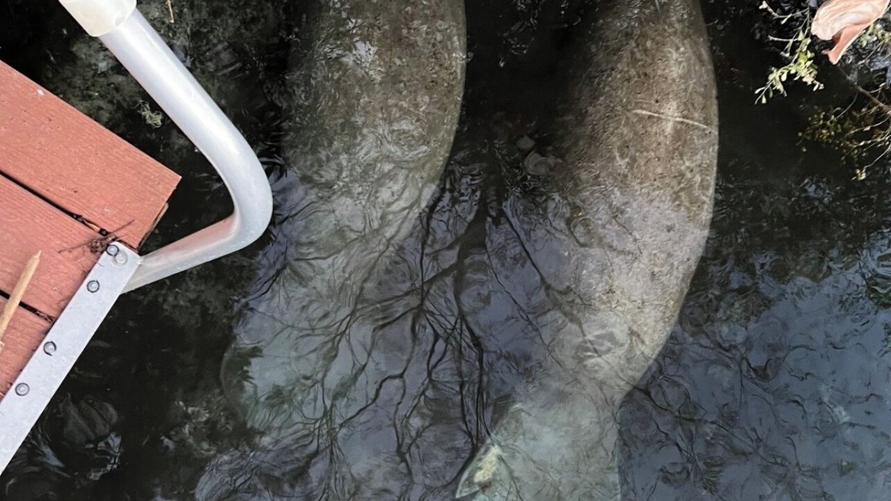 Photo of Others in Homosassa