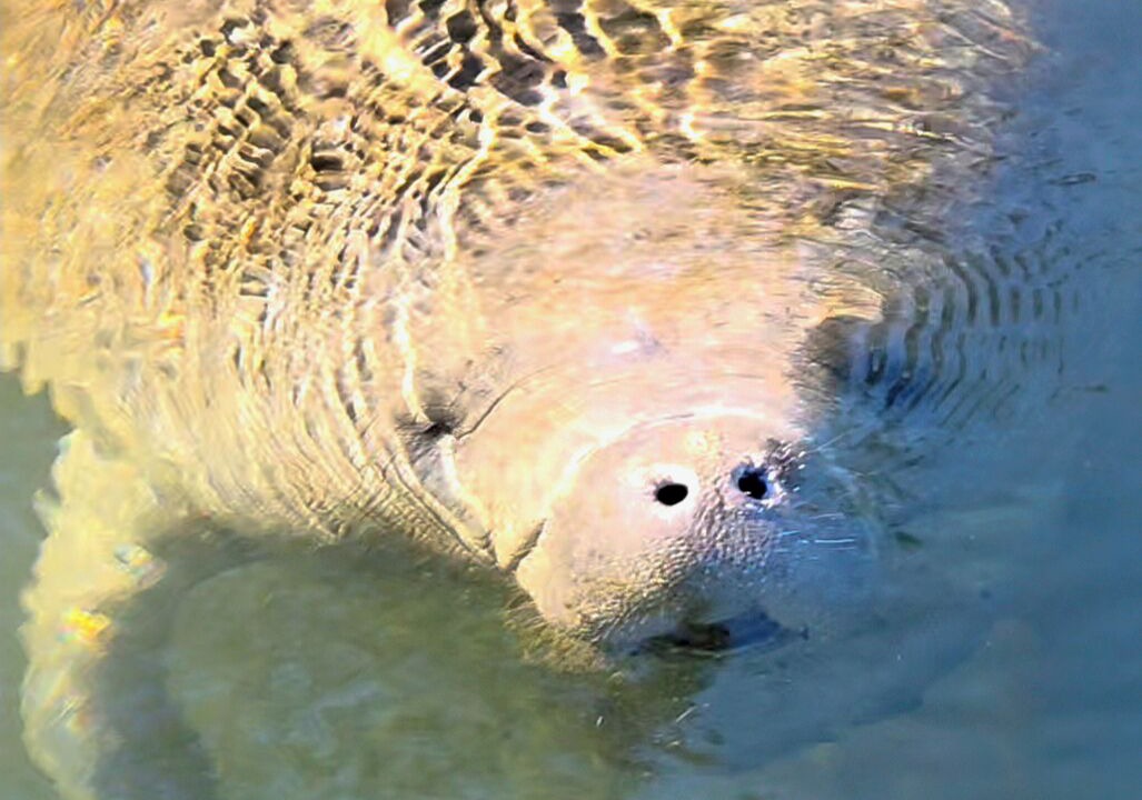 Photo of Others in Homosassa