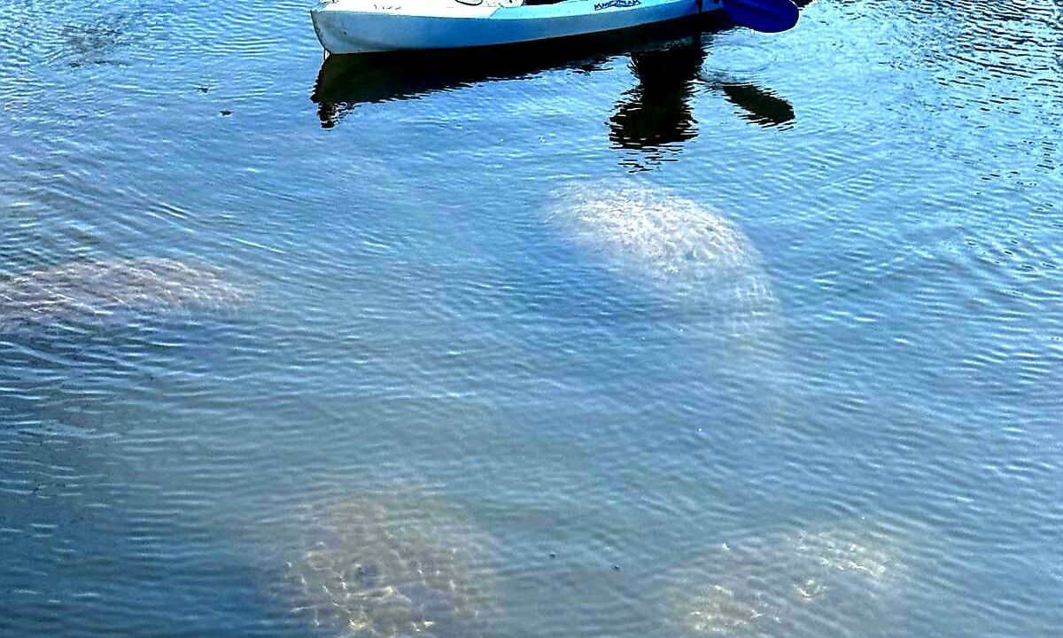 Photo of Others in Homosassa