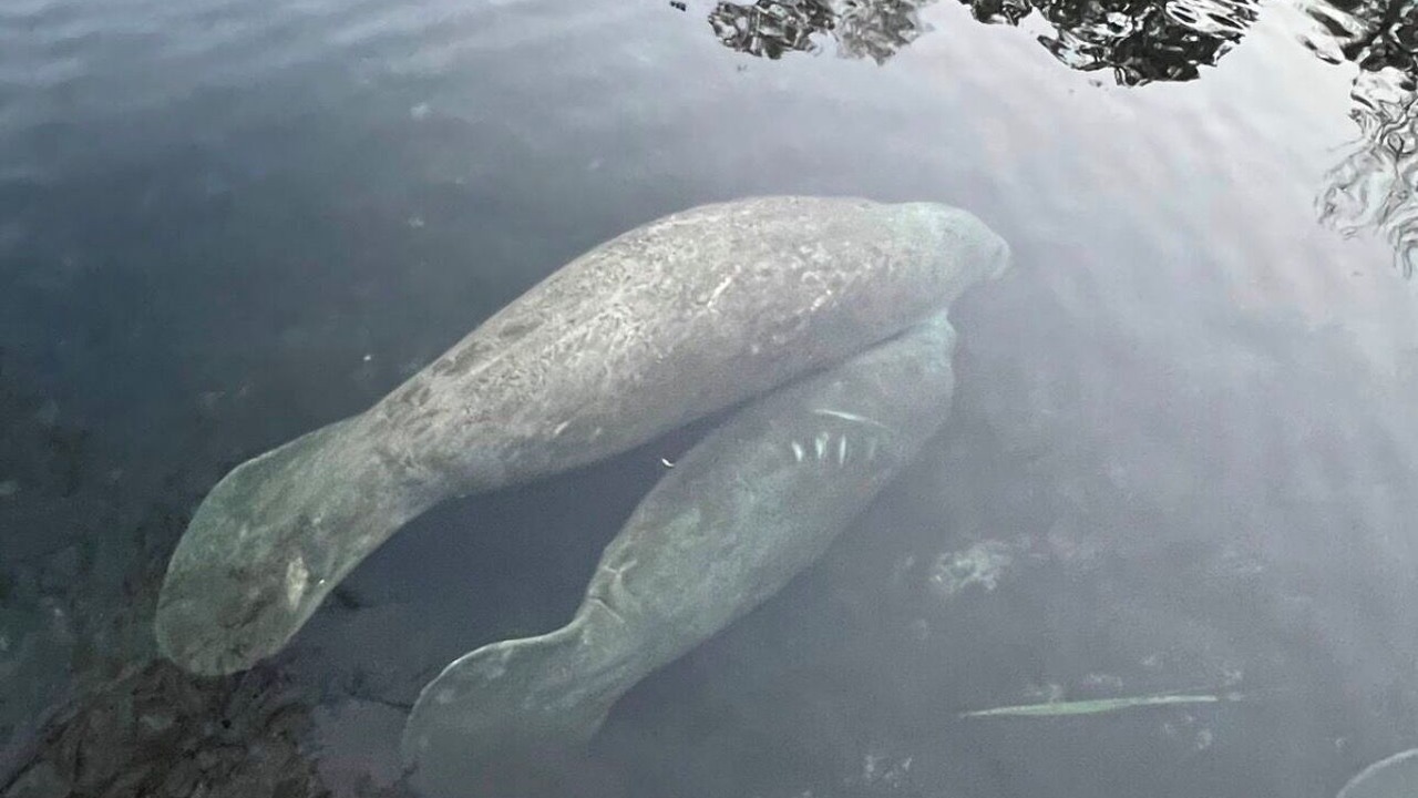 Photo of Others in Homosassa