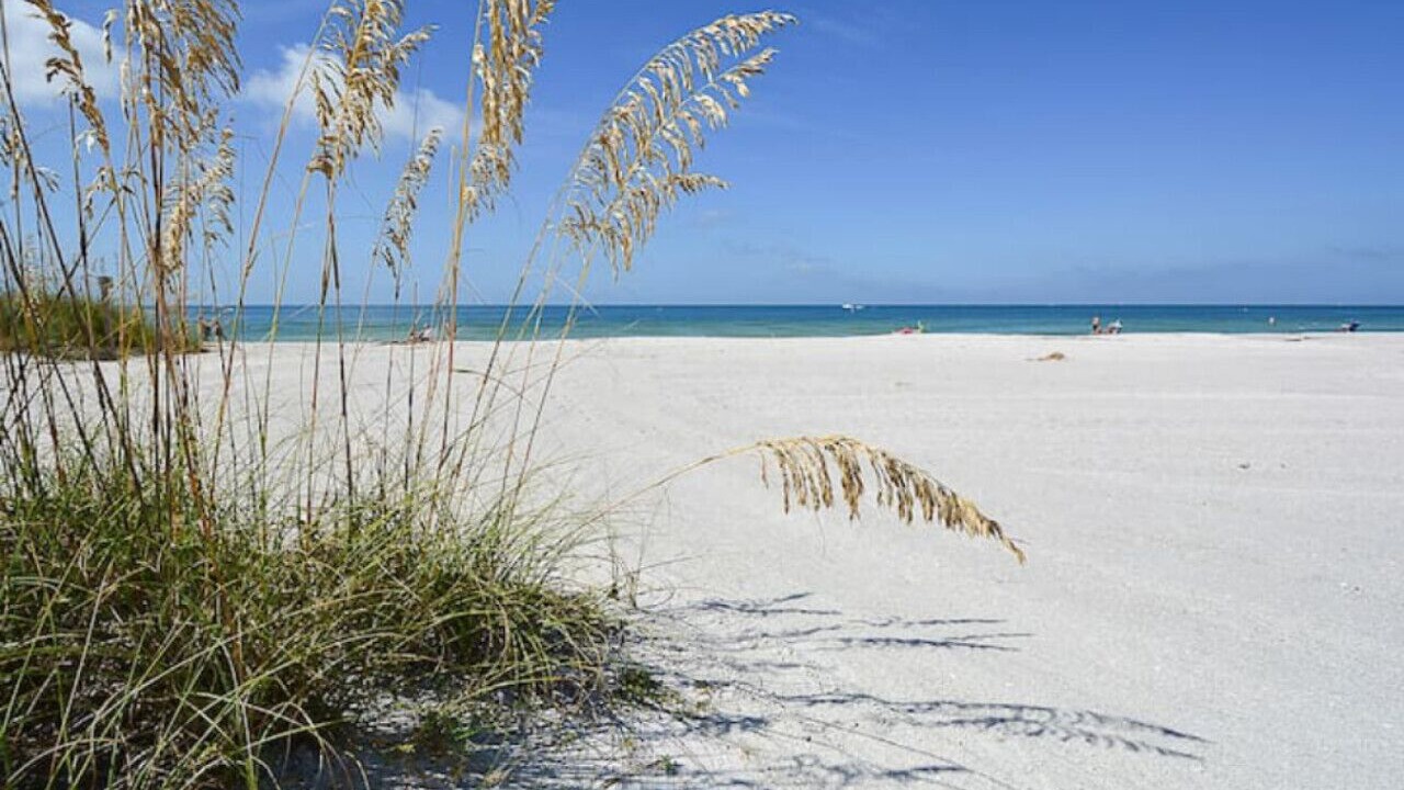 Photo of Others in Indian Rocks Beach