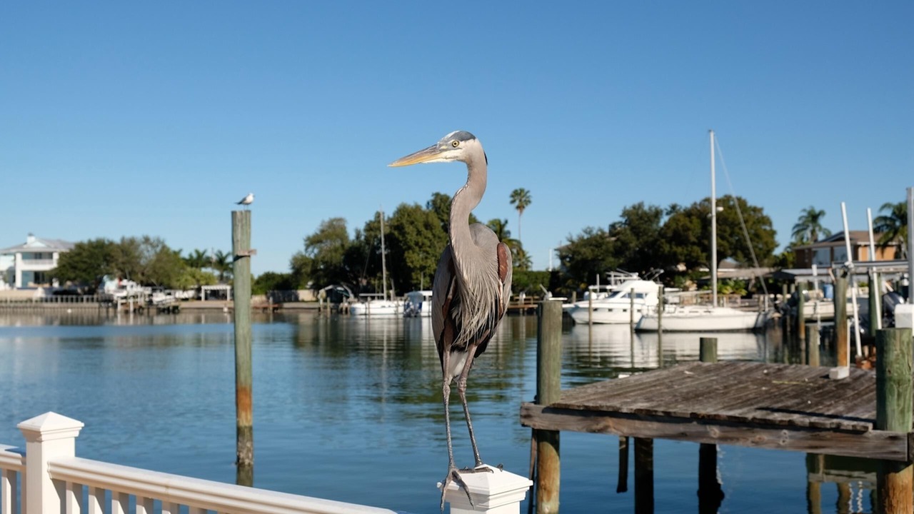 Photo of Others in Pinellas Park