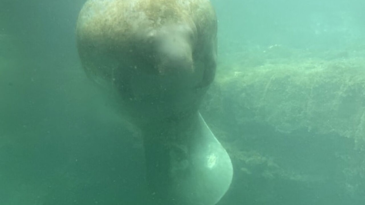 Photo of Others in Homosassa