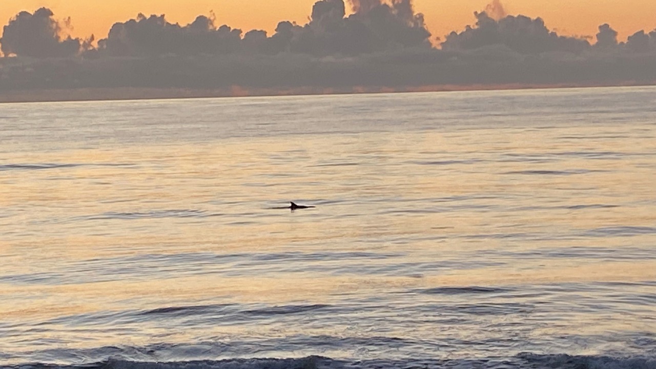 Photo of Others in Ormond-by-the-Sea