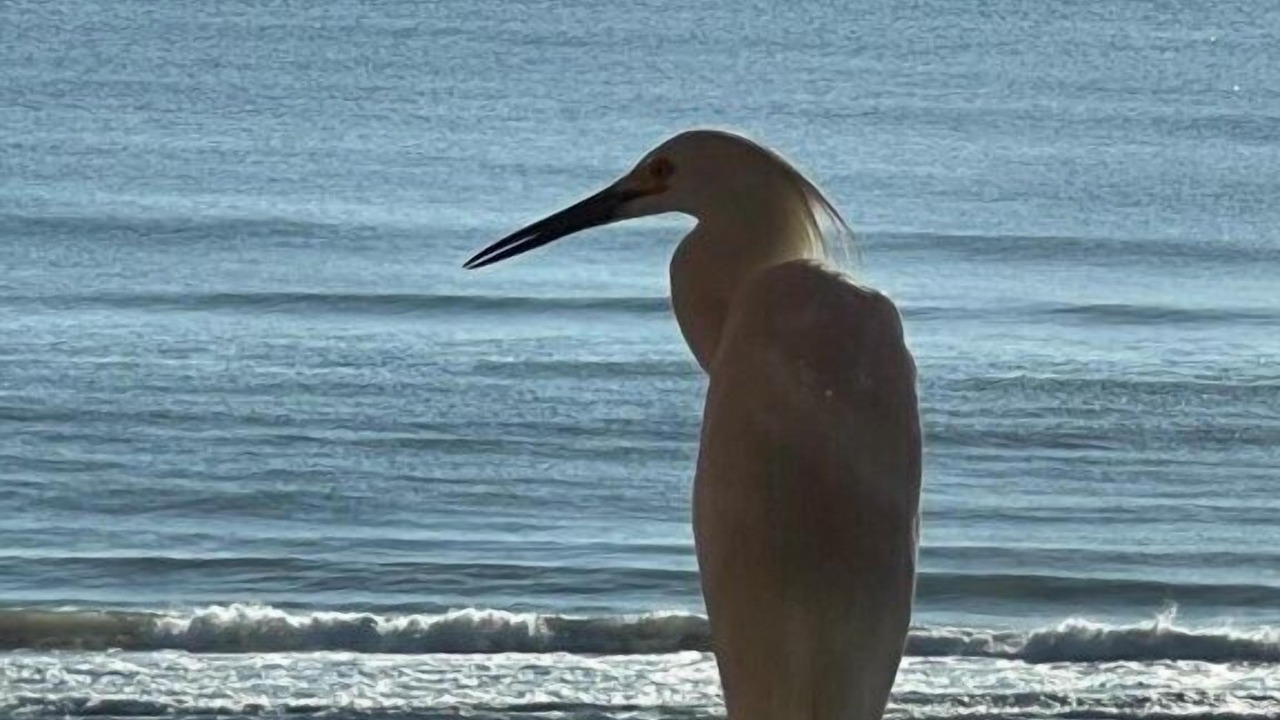 Photo of Others in New Smyrna Beach