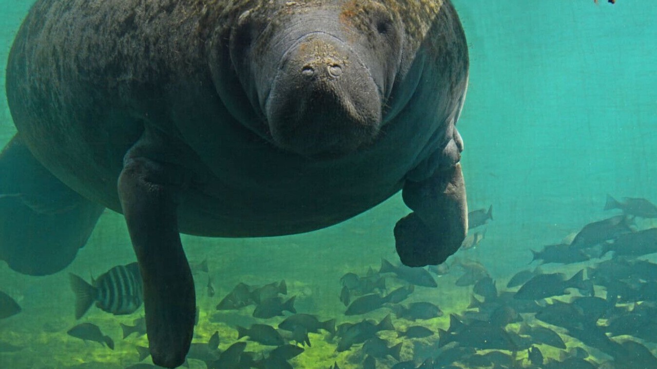 Photo of Others in Homosassa