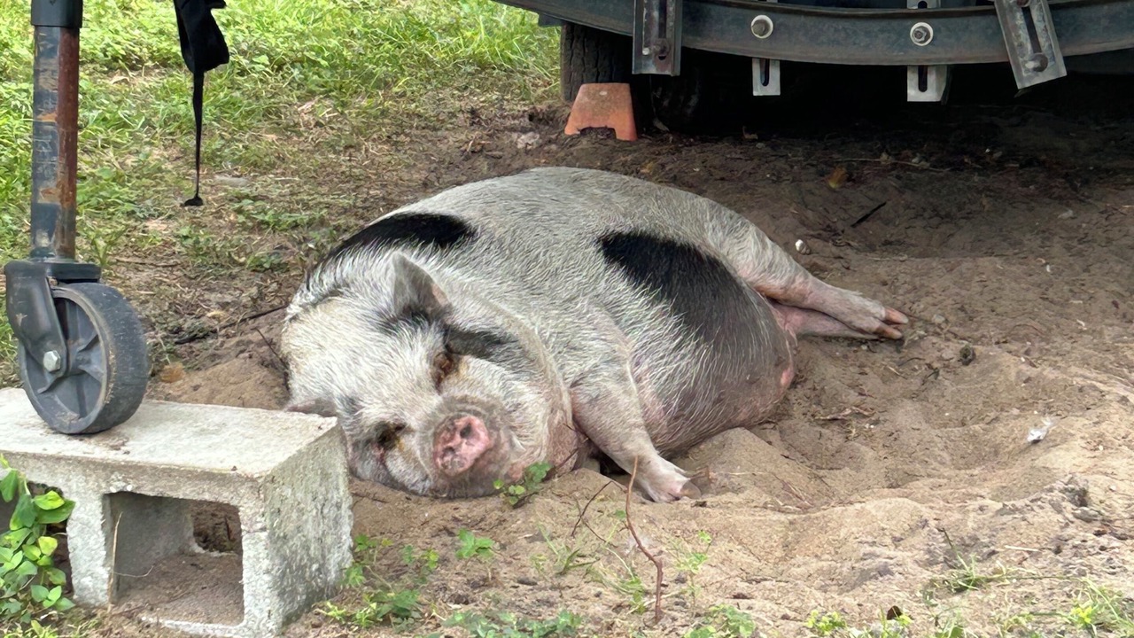 Photo of Others in Clermont