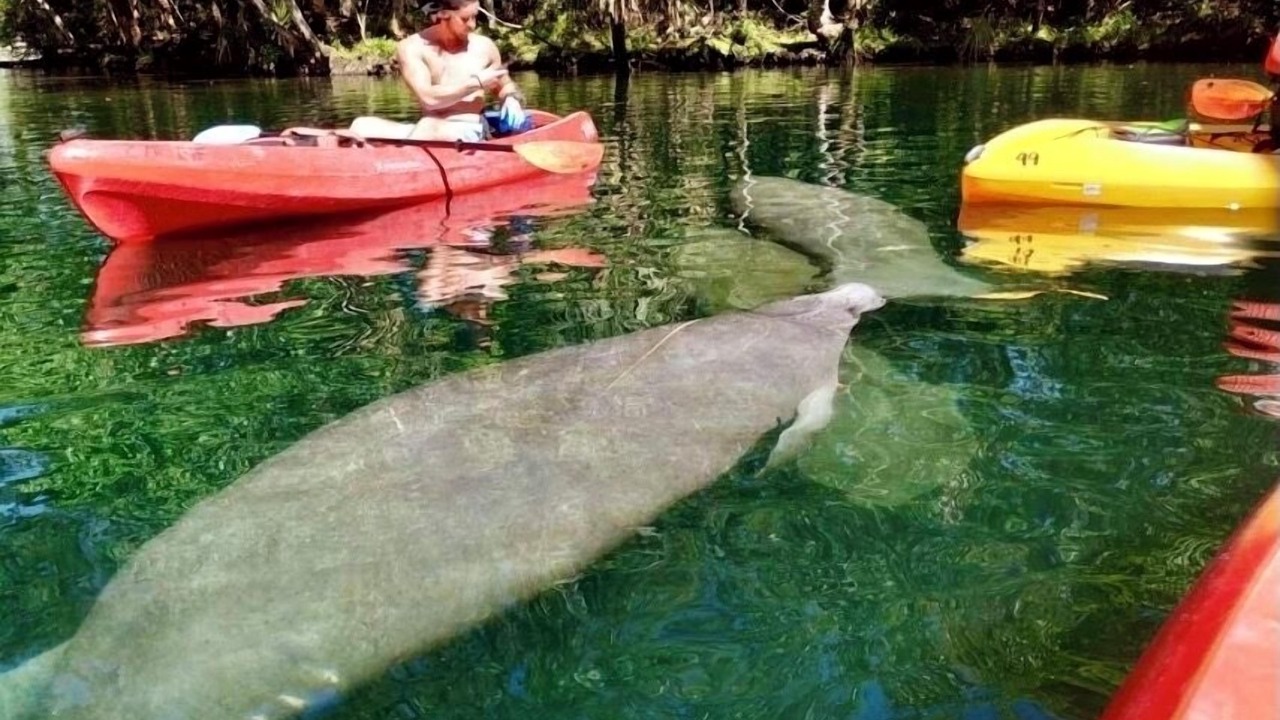 Photo of Others in Weeki Wachee Gardens
