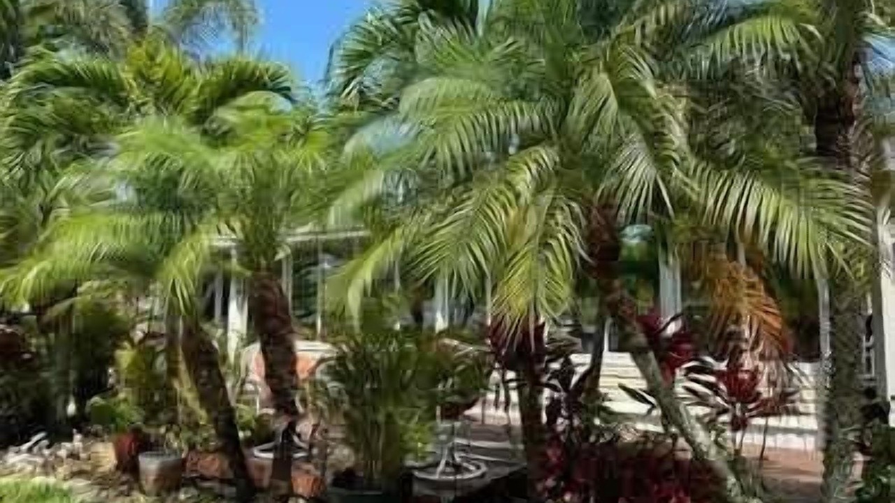 Photo of Outdoor in Palm Harbor