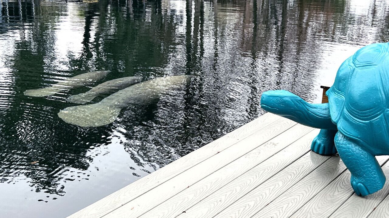 Photo of Others in Weeki Wachee Gardens