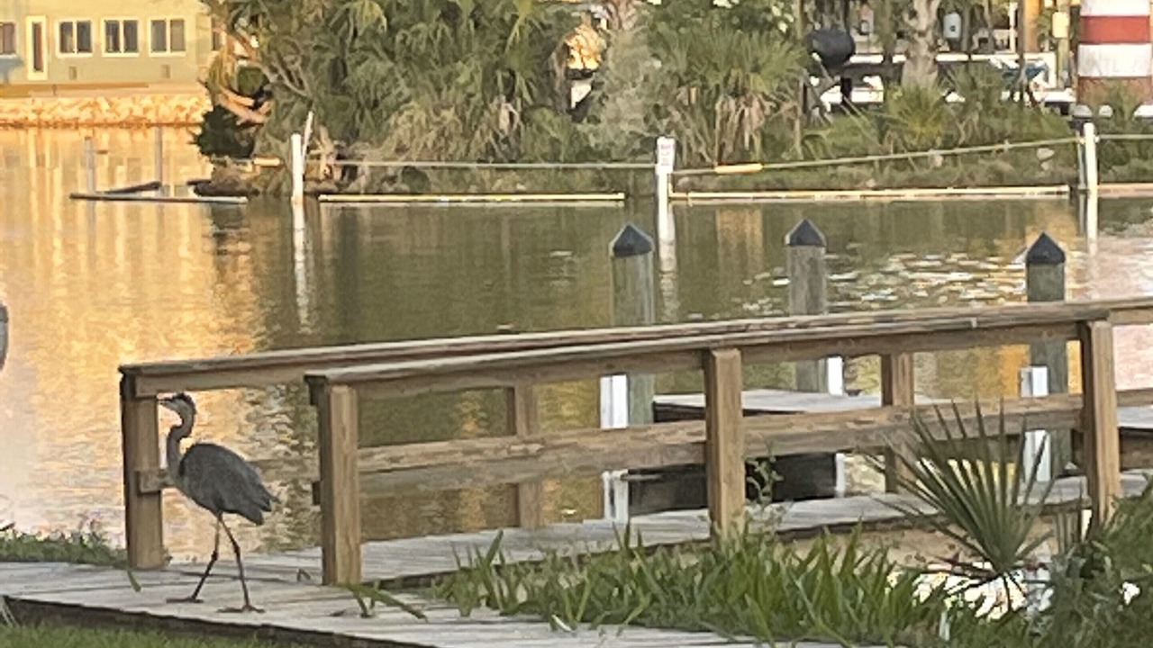 Photo of Others in Homosassa