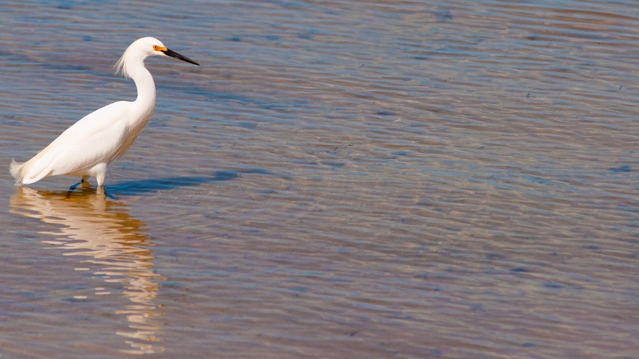 Photo of Others in Sand Key