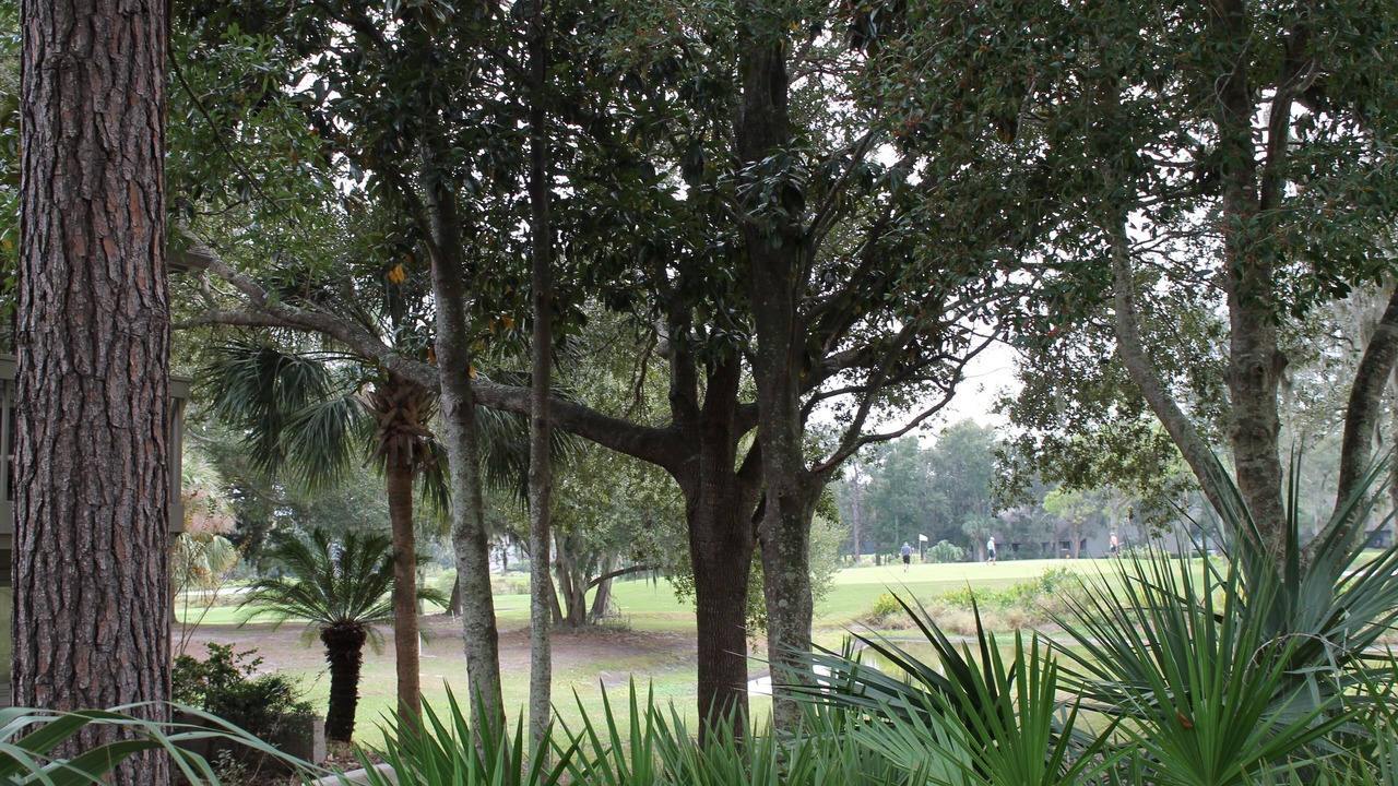 Photo of Outdoor in Palmetto Dunes