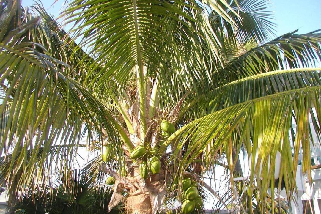Photo of Others in Cocoa Beach