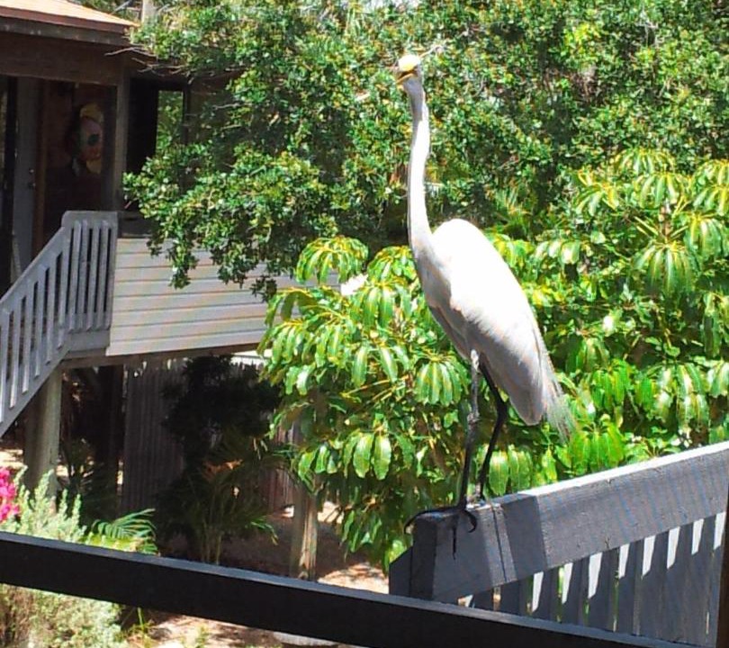 Photo of Others in Indian Rocks Beach