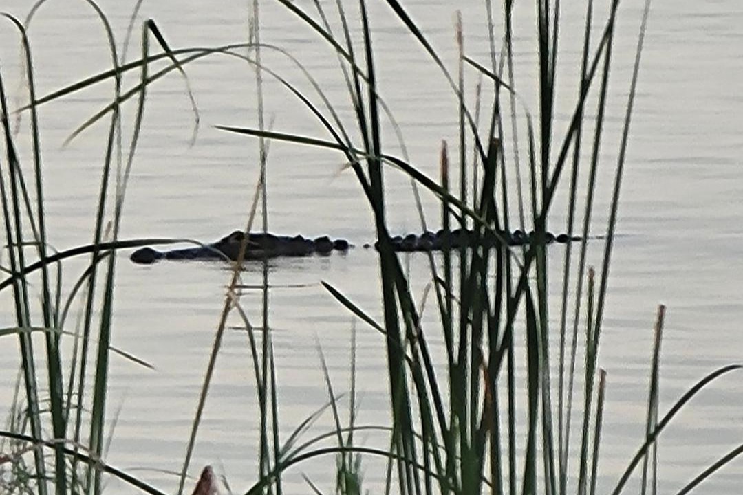 Photo of Others in Tavares